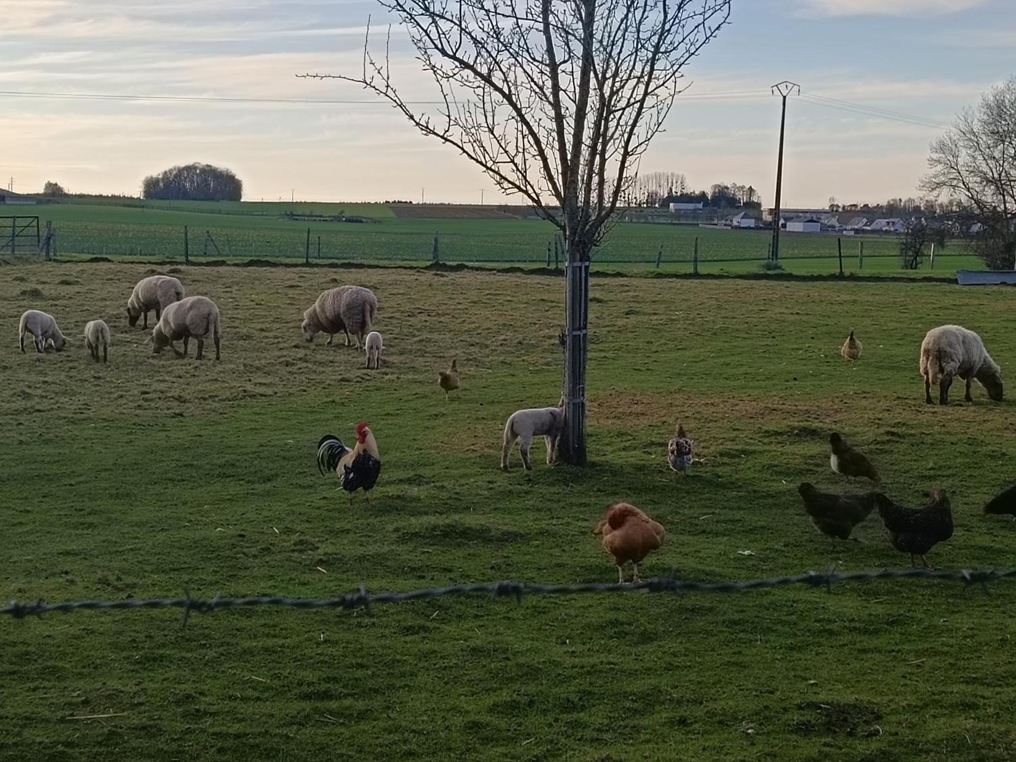 Gite Des 3 Marcassins Preaux Exterior foto